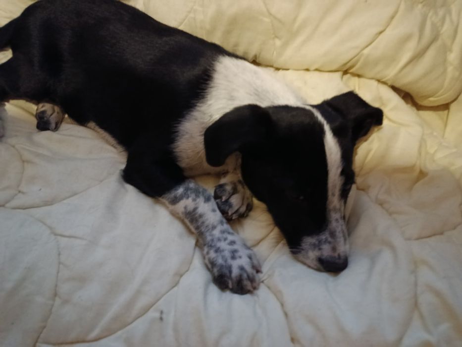 Отдам щенка в хорошие руки