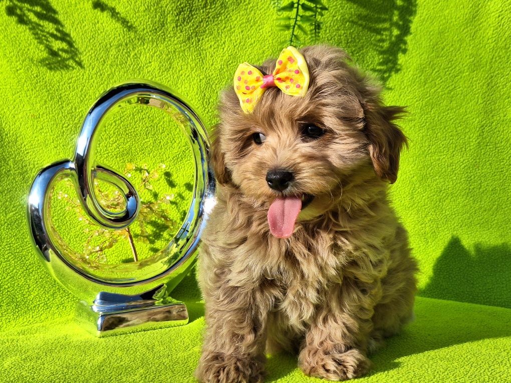 Maltipoo szczeniaczek z rodowodem