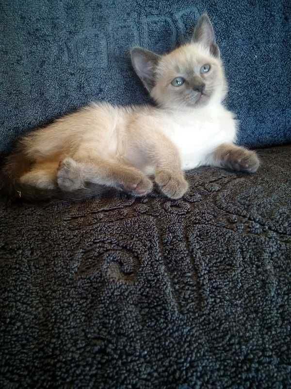 Linda gatinha para ter companhia e amor em casa
