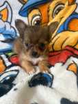 Chihuahua szczeniaczek