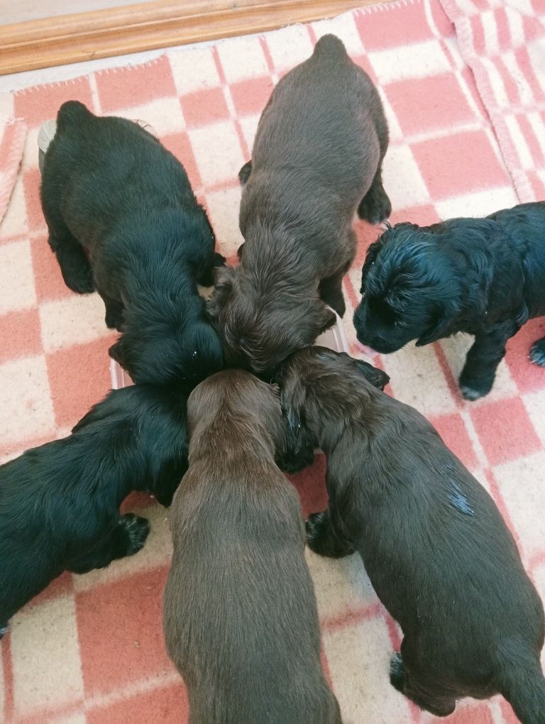 Продаю цуценят цена договірна