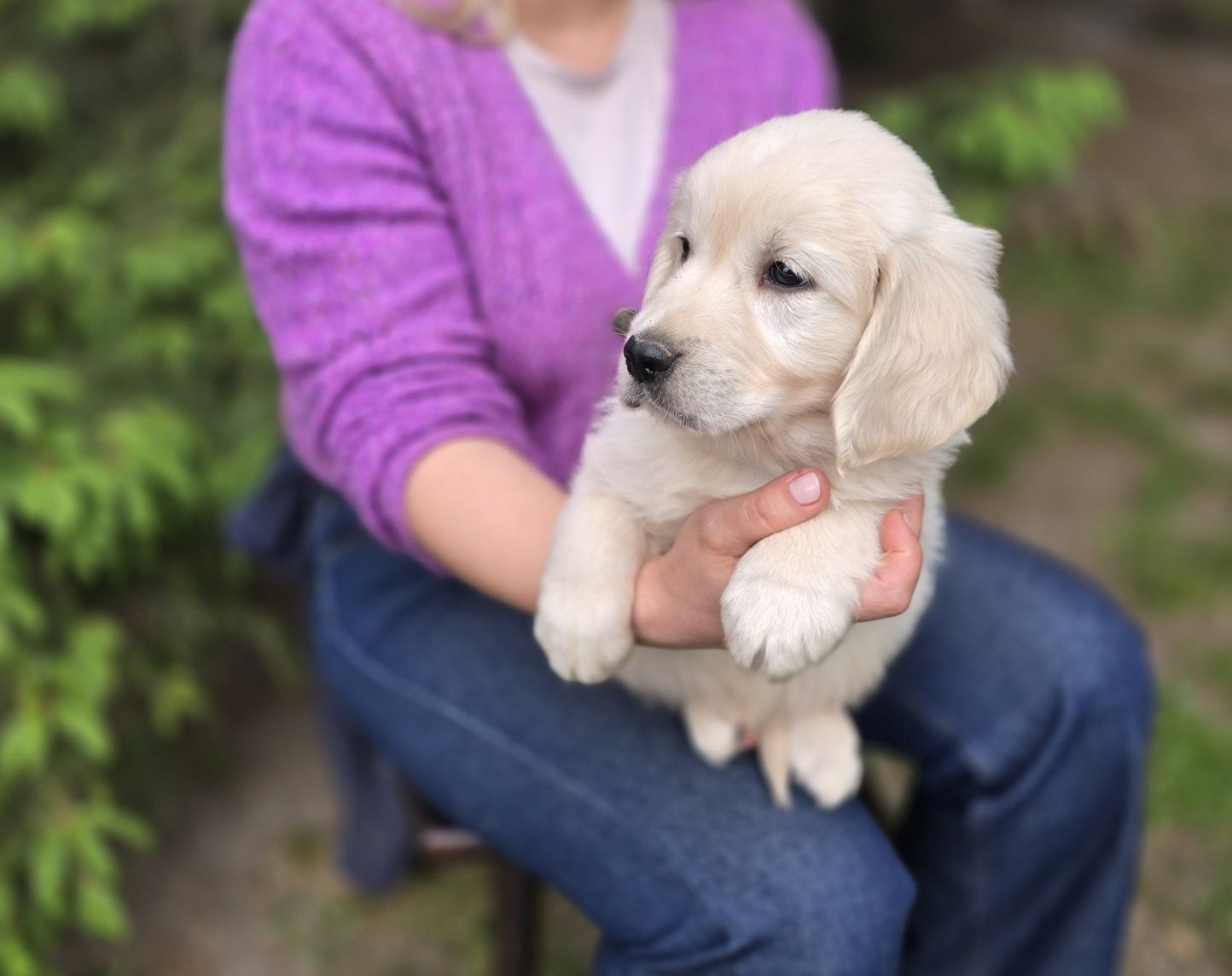 Golden retriever szczeniak