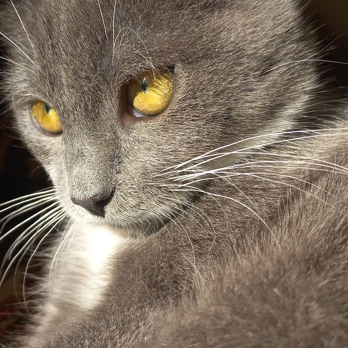 терміново кошеня в хороші руки