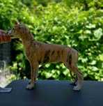 Piesek Whippet ZKwP / FCI