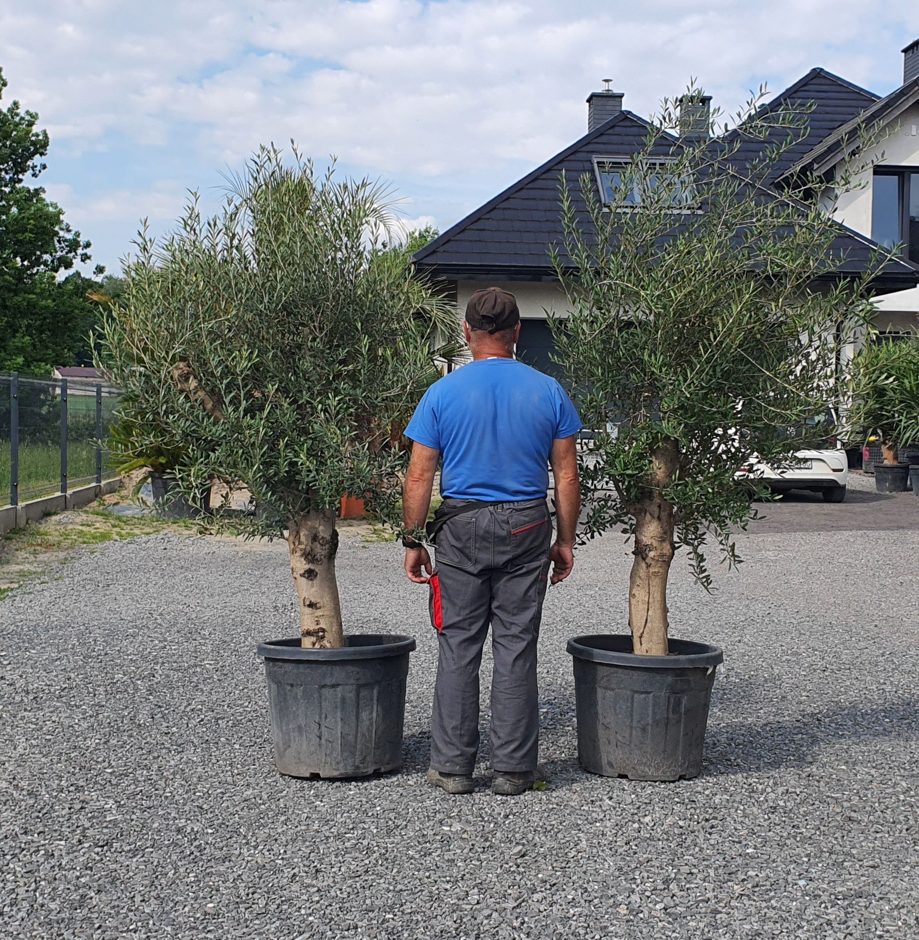 Olea Europaea Drzewo oliwne Bonsai Egzotyka