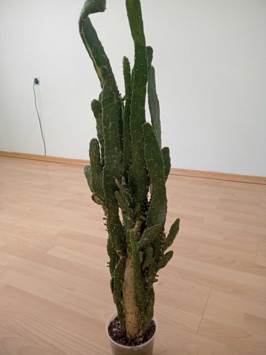 Aloes , kaktusy i inne