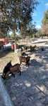 Animais de quinta 5€\kg