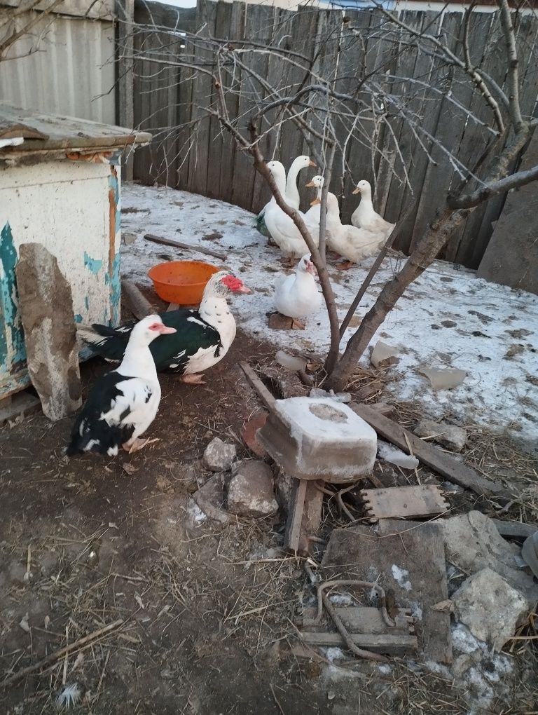 Индокачки домашние.