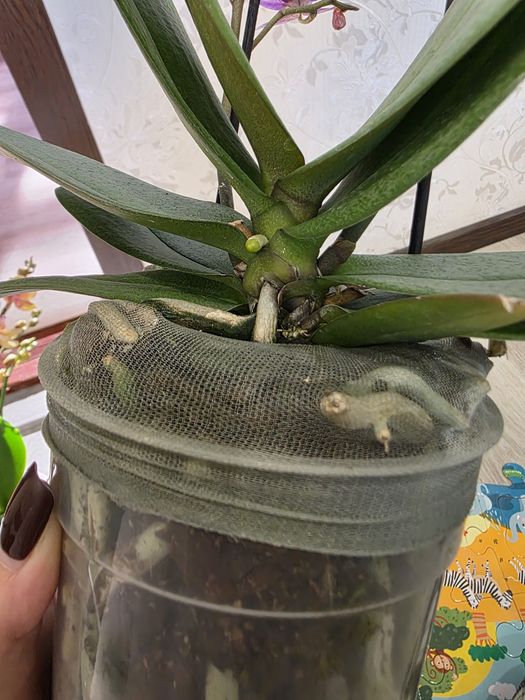 Бузкова орхідея-мультифлора Violet Queen