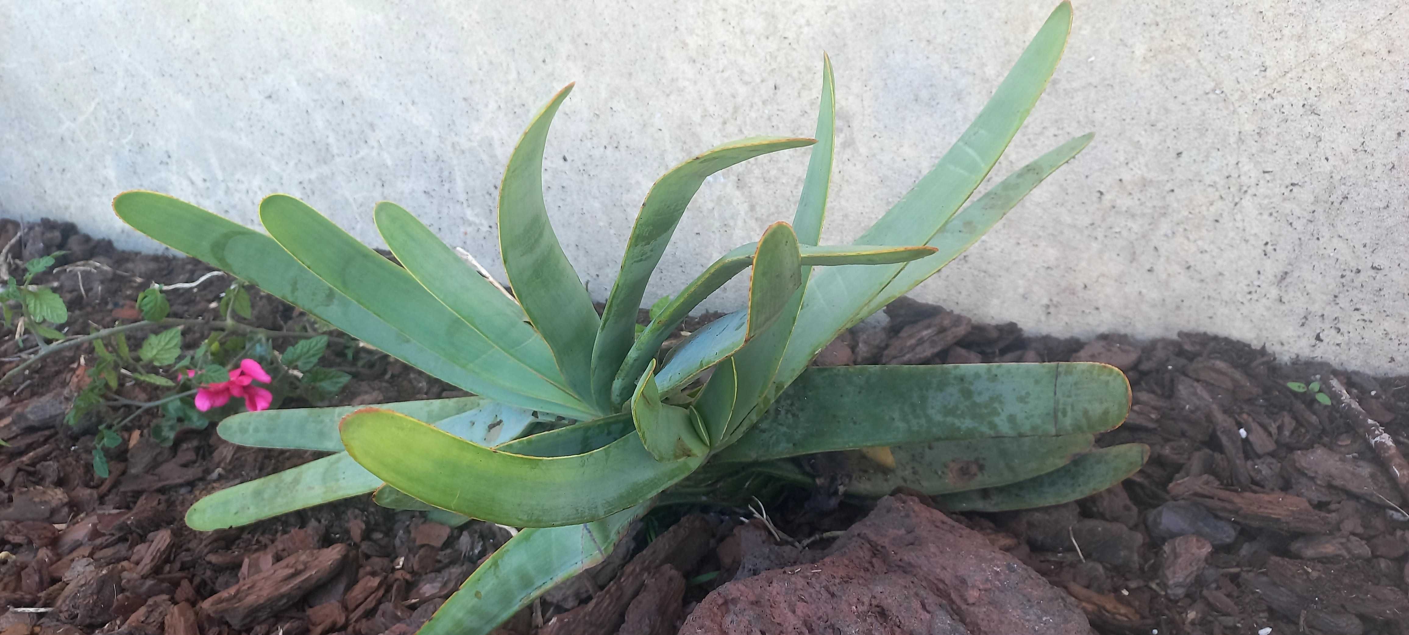 Aloe vera plicatilis
