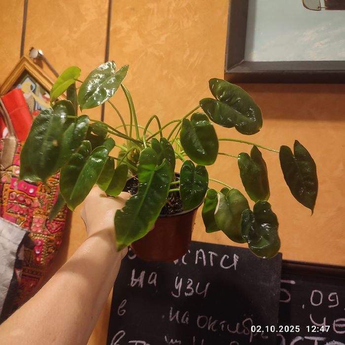 бурле макс   красивый куст