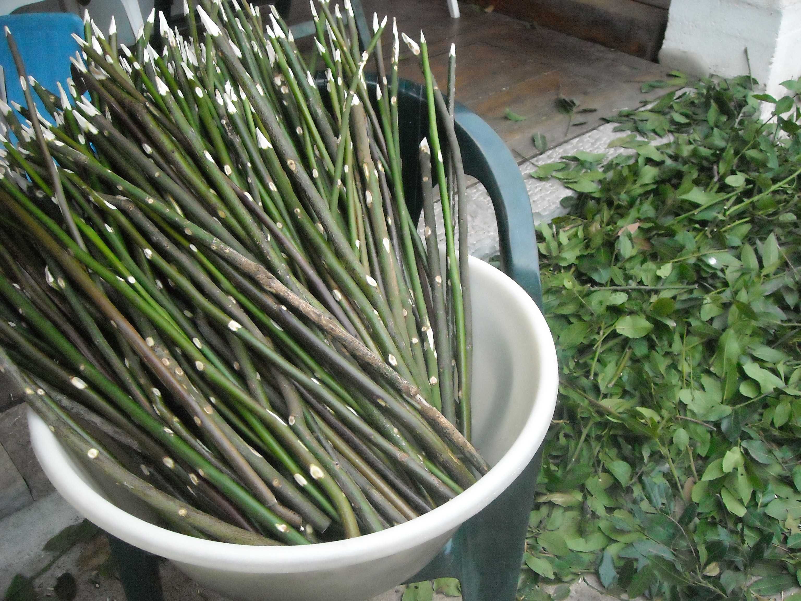 Paus de espetada em louro verde