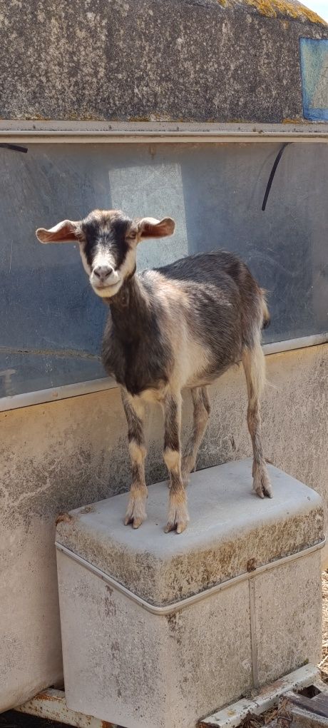 3 Cabras e 2 Bodes