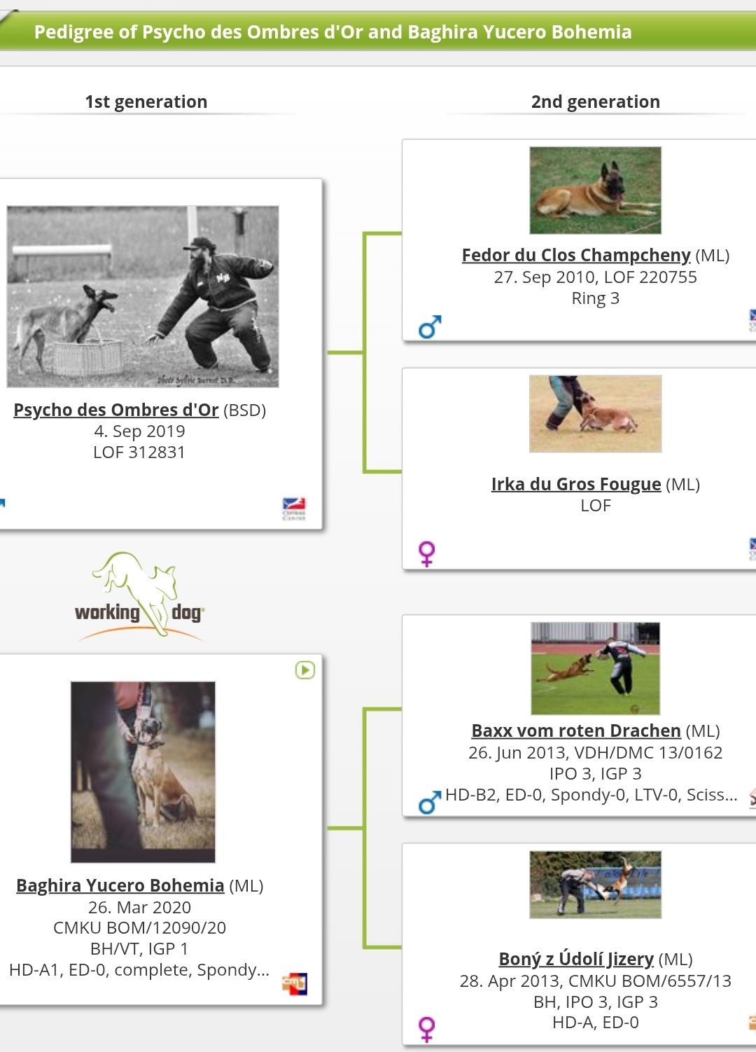 Zapowiedź miotu Owczarek Belgijski  Malinois FCI