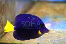 Zebrasoma xanthurum 4-5cm.