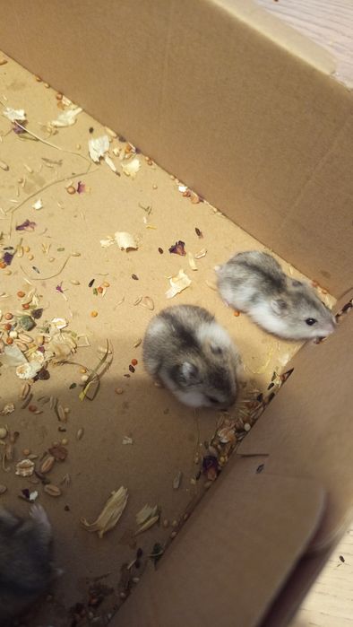 Chomiki młode 4tygodniowe