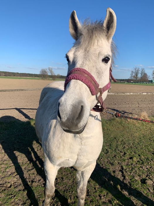 Sprzedam dwie klacze