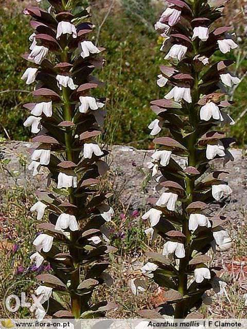 Planta exótica Acanto grego costela adão