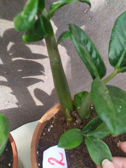 Заміокулькас Зензі, звичайний