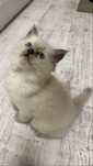Kotek rasy Ragdoll
