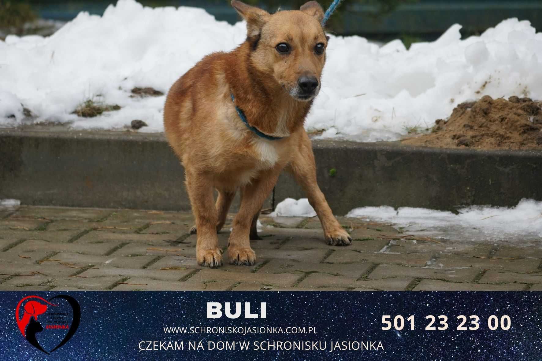 Buli-do adopcji schronisko