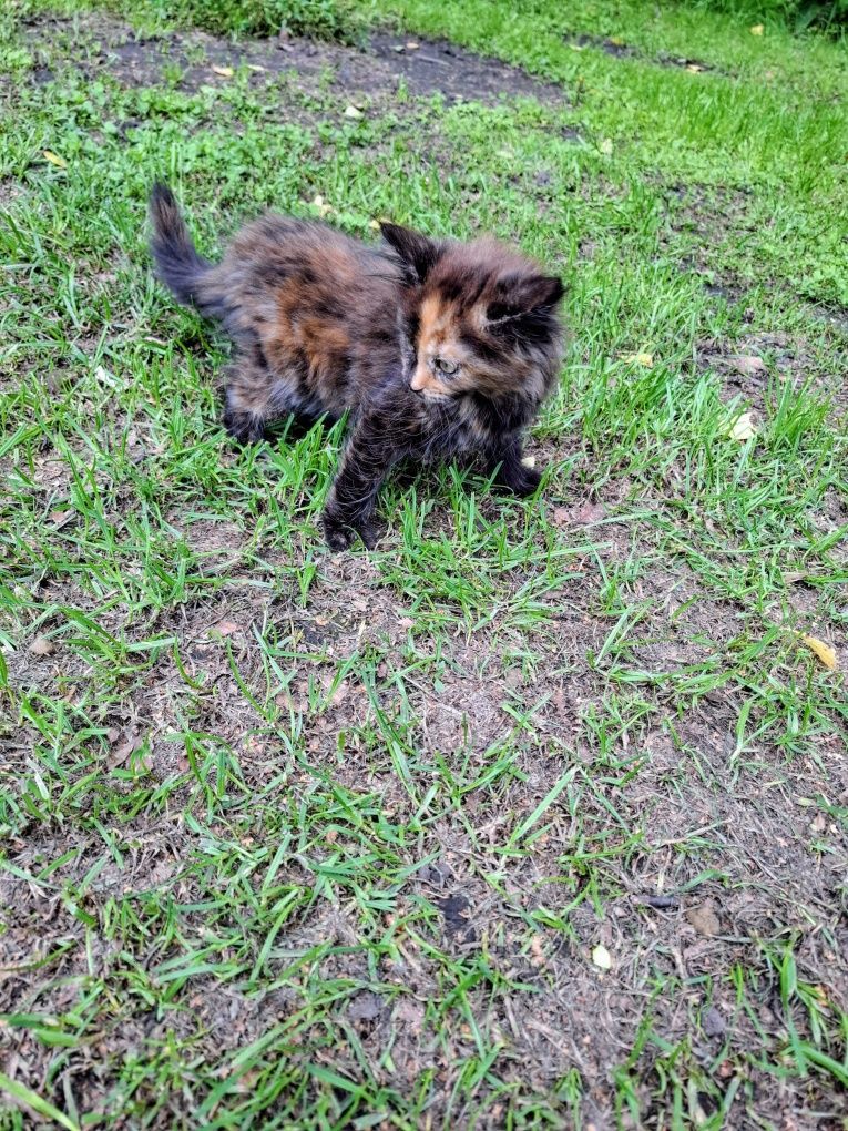 Maine Coon 3 miesięczny kociak