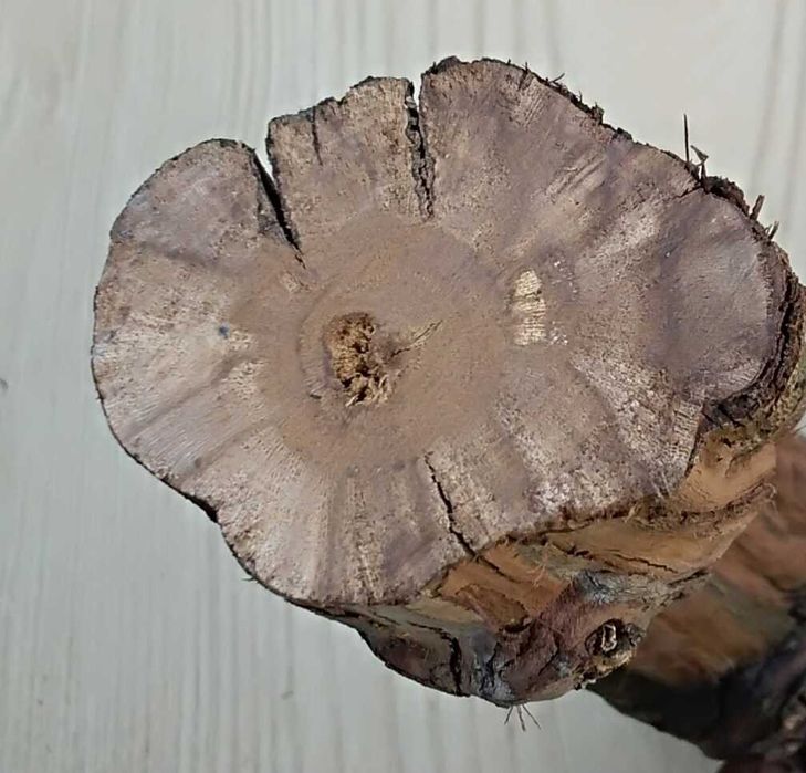 korzeń do terrarium winorośl gruby