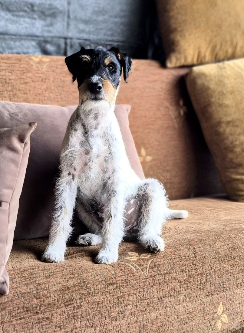 Parson Russell Terrier