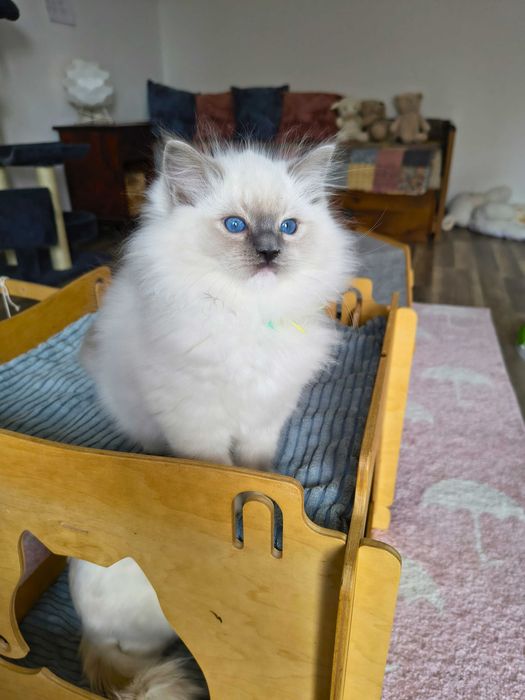 Uroczy kocurek Ragdoll szuka kochającego domu