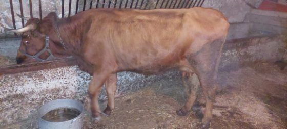 Krowa młoda do chowu