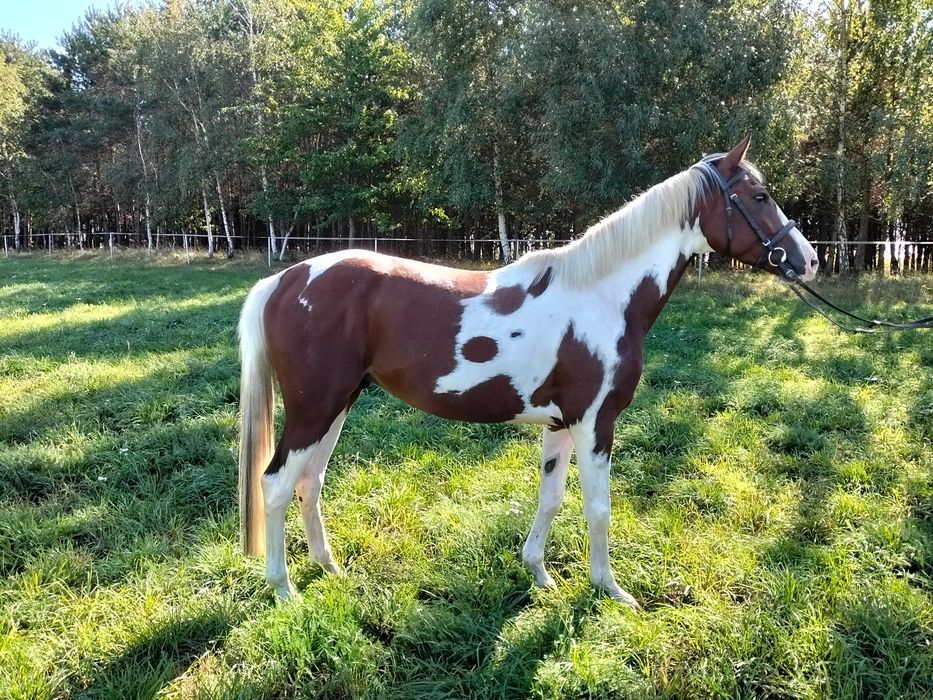 3.5 letni srokaty wałach