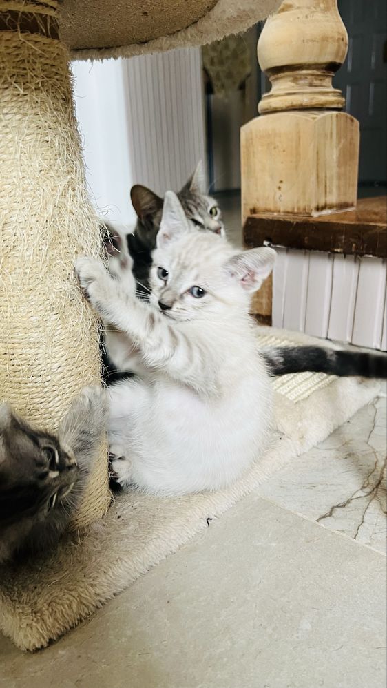 4 gatinhos para adoçao responsavel