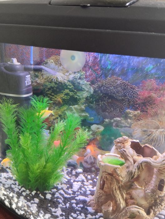 Акваріум панорамний 50 л Природа