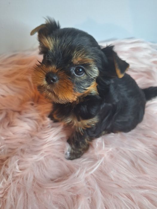 York śliczna mała sunia