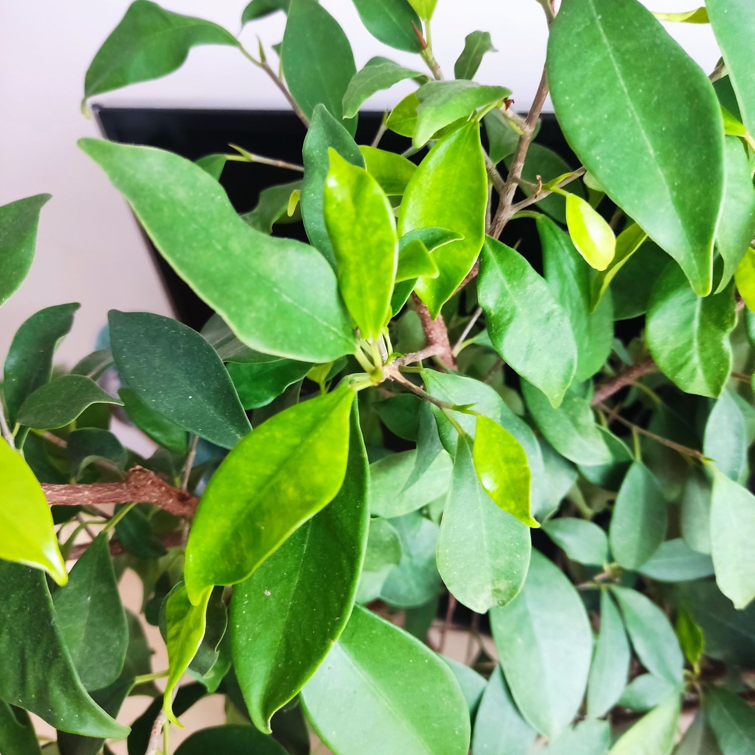 Fikus tępy drzewko bonsai ok. 60 cm