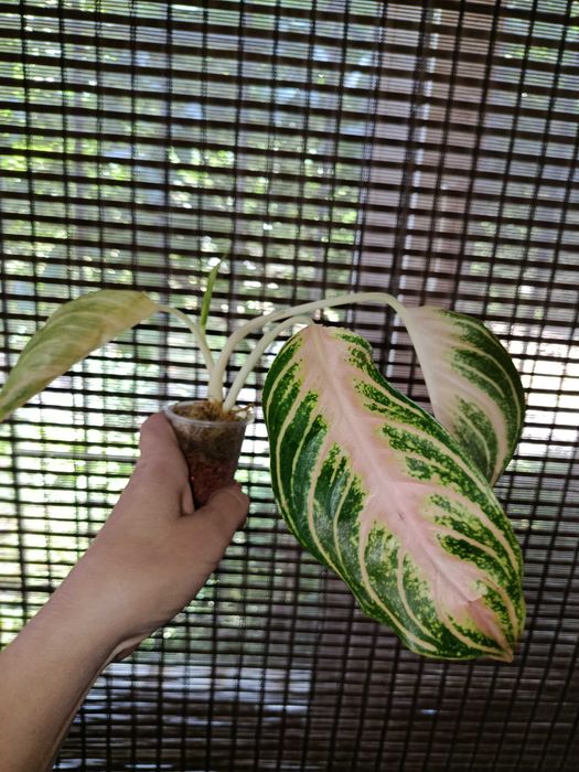 Аглаонема набор 450 грн