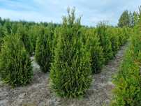 Tuja Kórnik 120cm, tuja kurnik, żywotnik zachodni kórnik, thuja