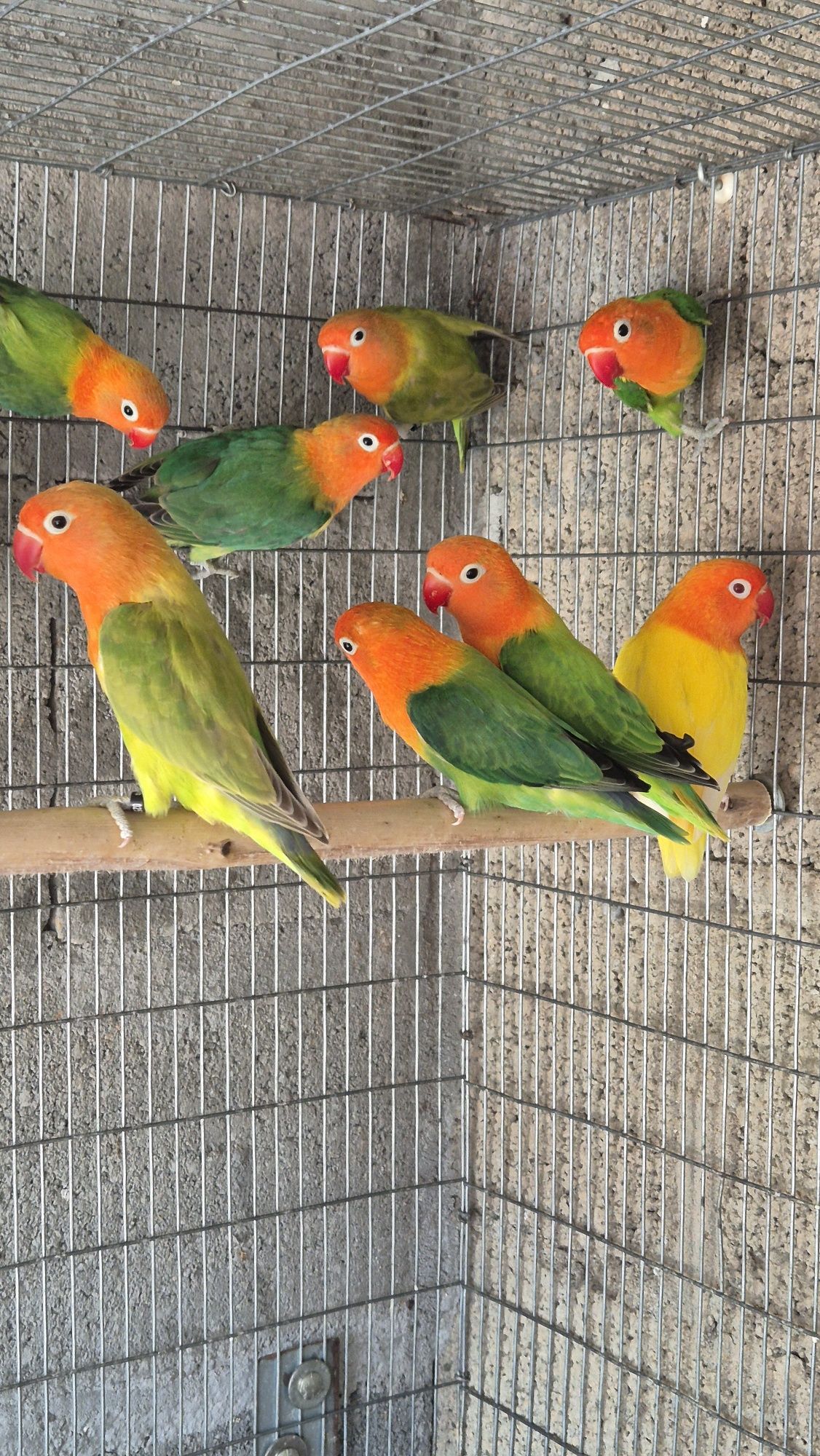 Agapornis fischers