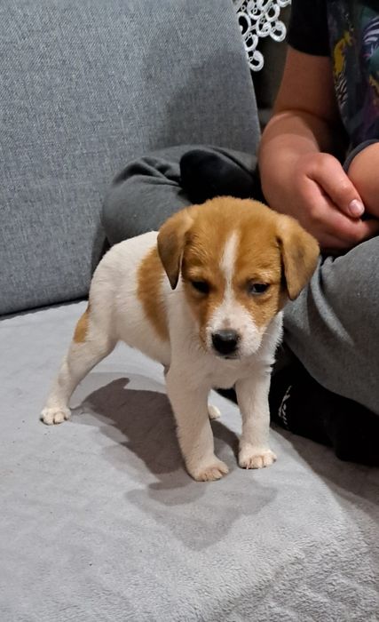 Jack russell terrier