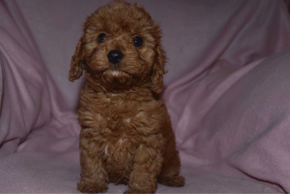 Міні Мальтипу Київ, мікро мальтипу ф1