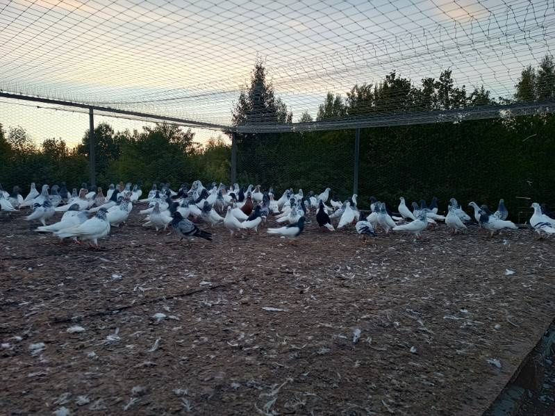 Gołębie lot redukcja