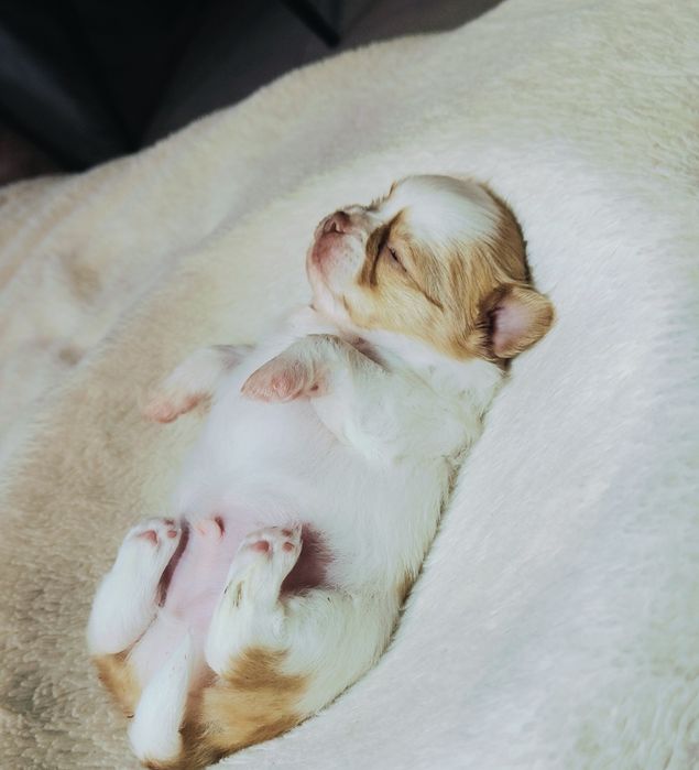 Piękny długowłosy piesek

 Szczeniak urodzony 3.10.2025
chowany  w dom