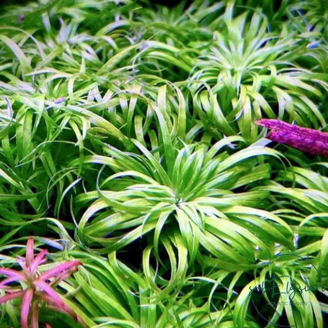 Syngonanthus Macrocaulon (Tonina Belem) - 6-10 cm