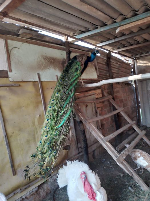 Петушок красивий продам