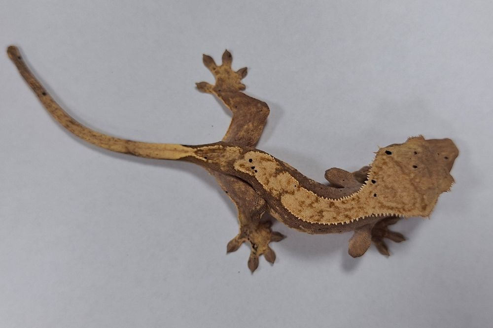 Gekon orzęsiony samica