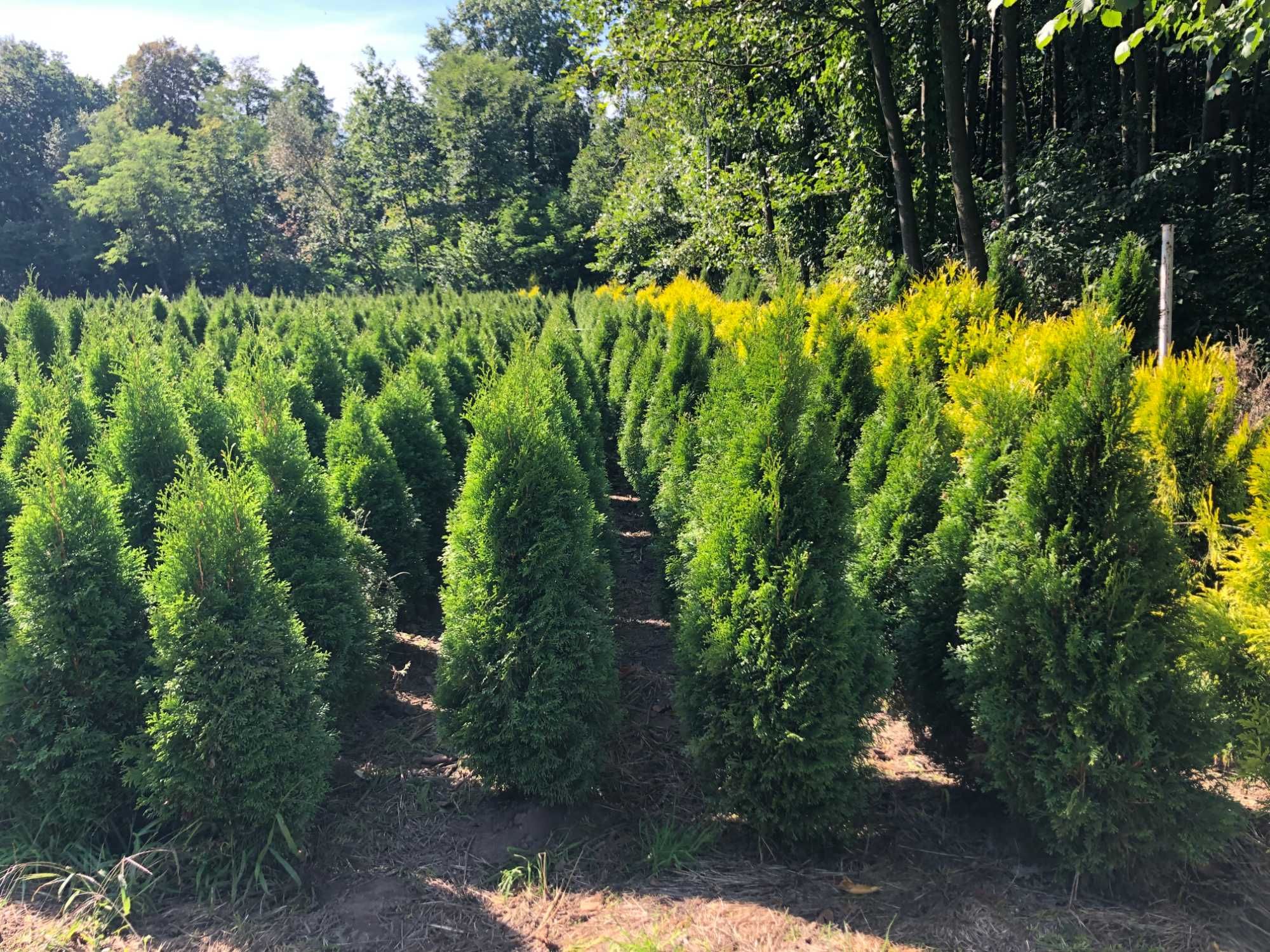 Tuja szmaragd, tuje od 60 do 250 cm!