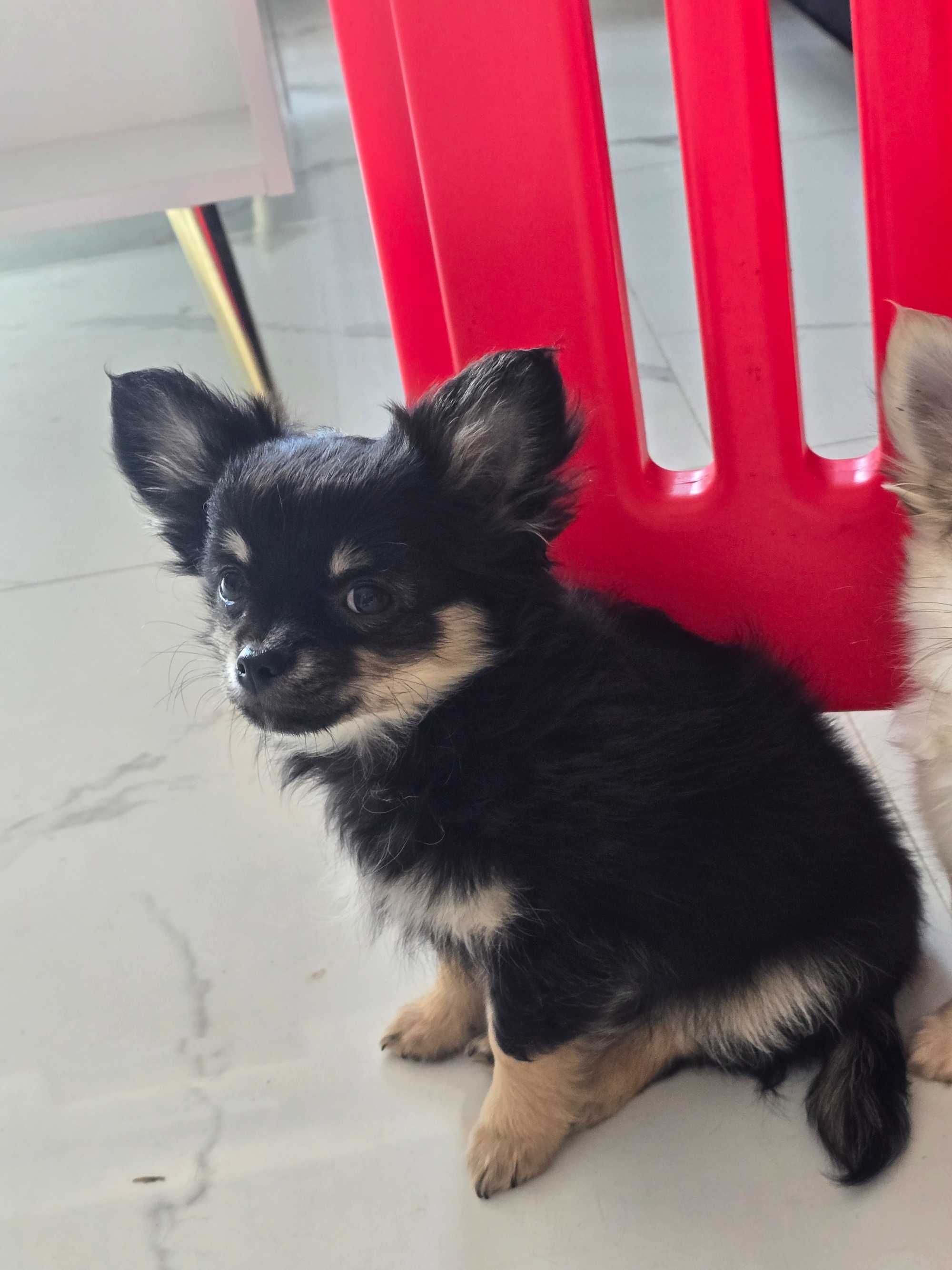 Pieski chihuahua zkwp