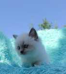 Koteczka Ragdoll     .