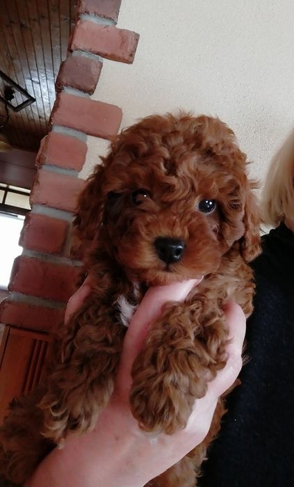 Красунчики той пудельки