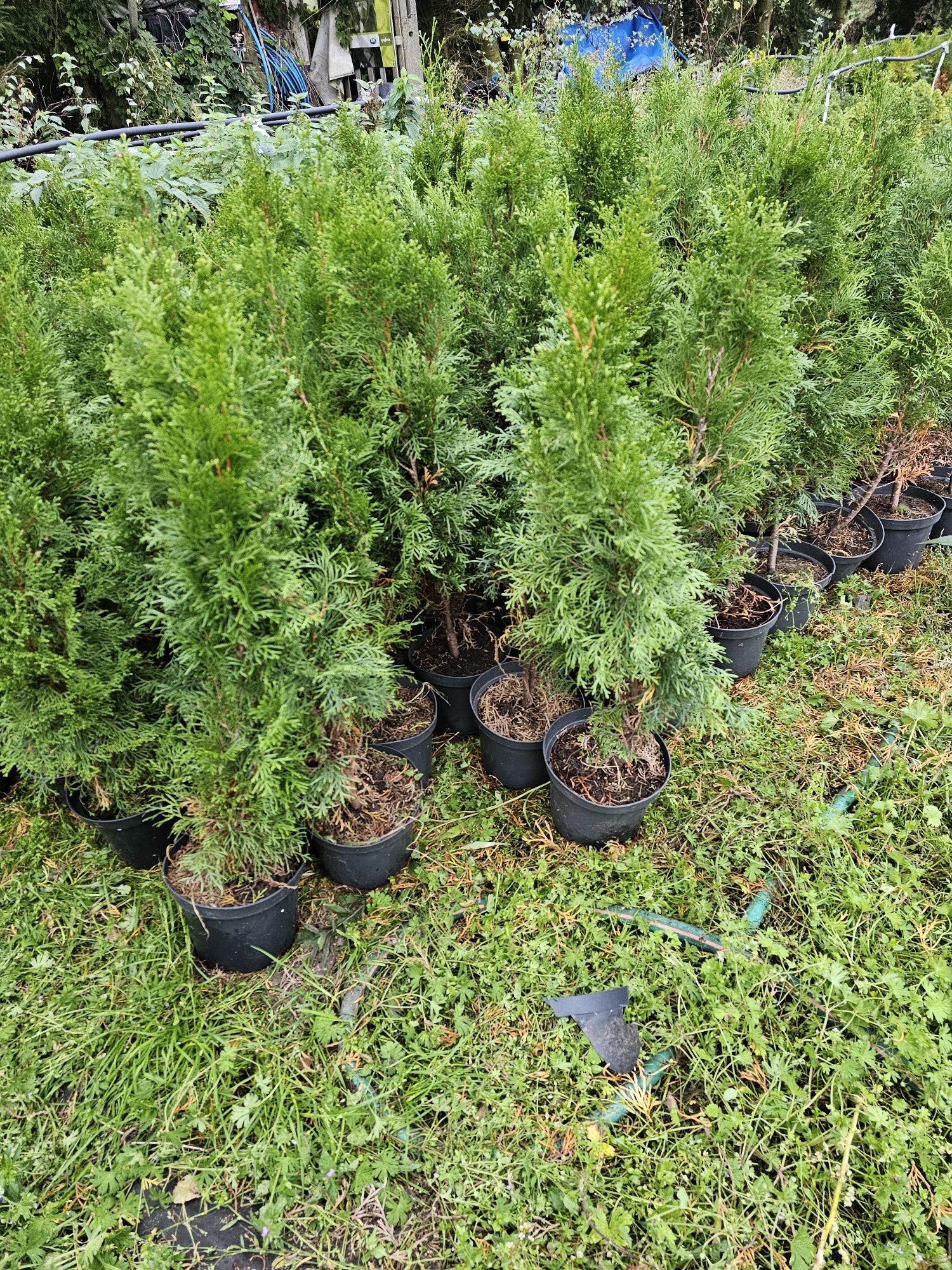 Tuja  szmaragd do 50cm ładnie zakorzeniona.